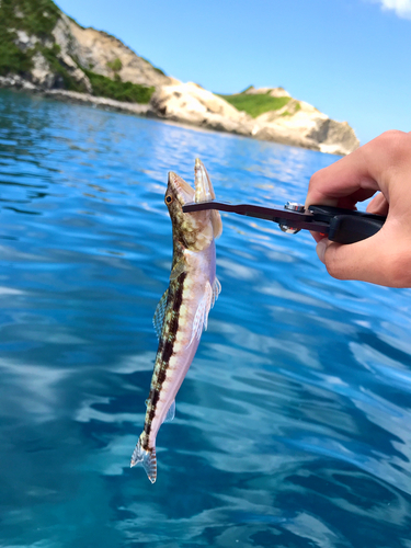 エソの釣果