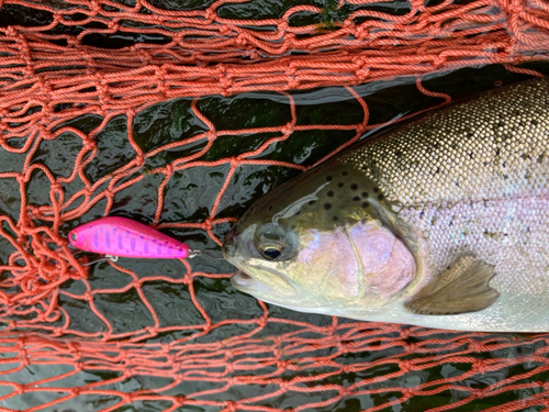 ニジマスの釣果