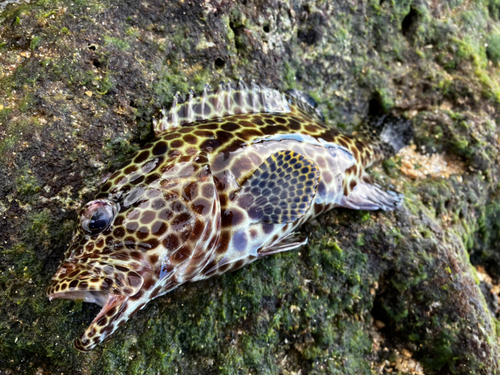 カンモンハタの釣果