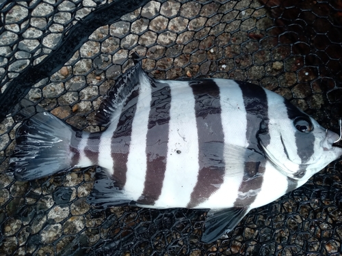 イシダイの釣果