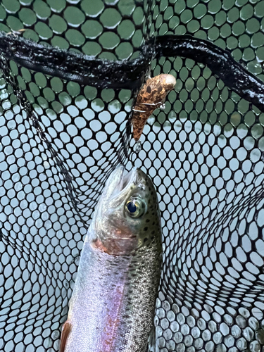 トラウトの釣果