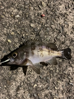 メバルの釣果