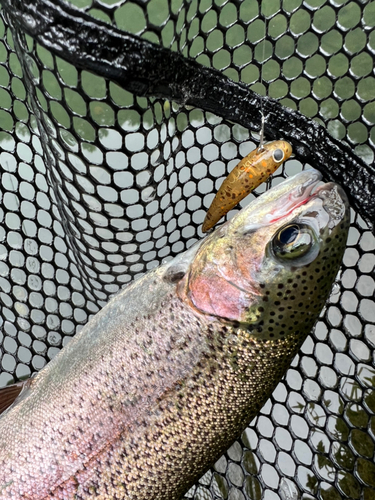 トラウトの釣果