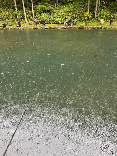 トラウトの釣果