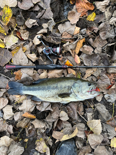 ラージマウスバスの釣果