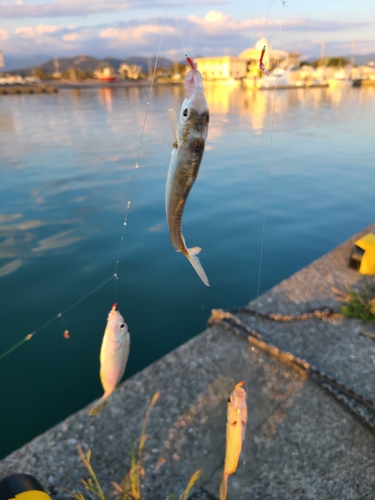 ヒイラギの釣果