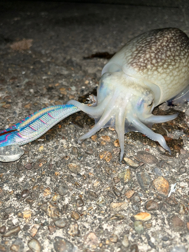 シリヤケイカの釣果