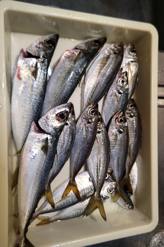 アジの釣果