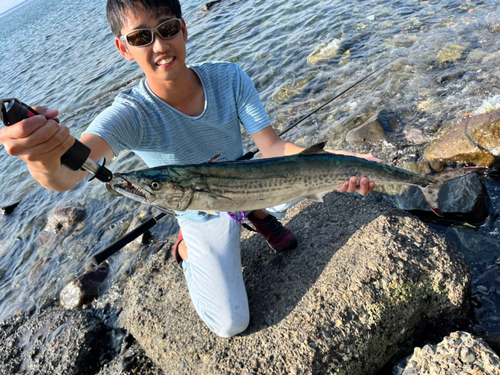 サワラの釣果