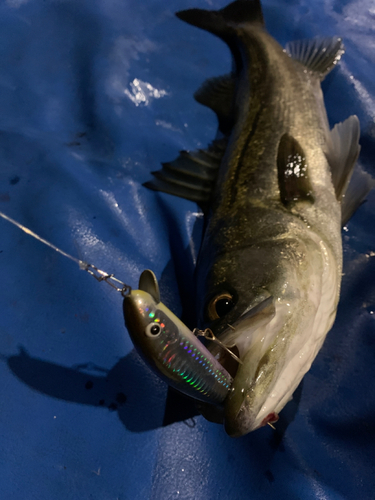 シーバスの釣果