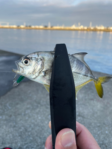 メッキの釣果