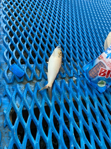 コノシロの釣果