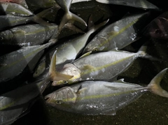 ワラサの釣果