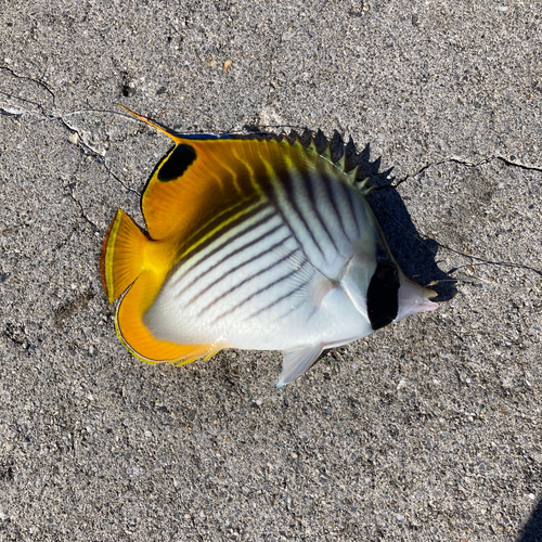 チョウチョウウオの釣果