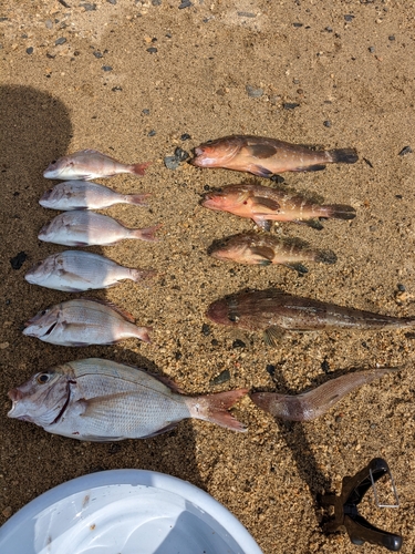 アコウの釣果