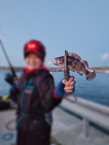 ソイの釣果