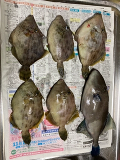 カワハギの釣果