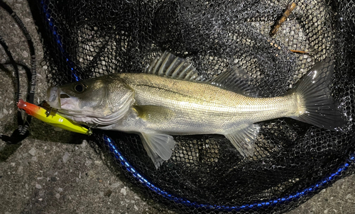 シーバスの釣果