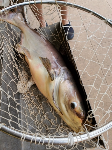 メコンオオナマズの釣果