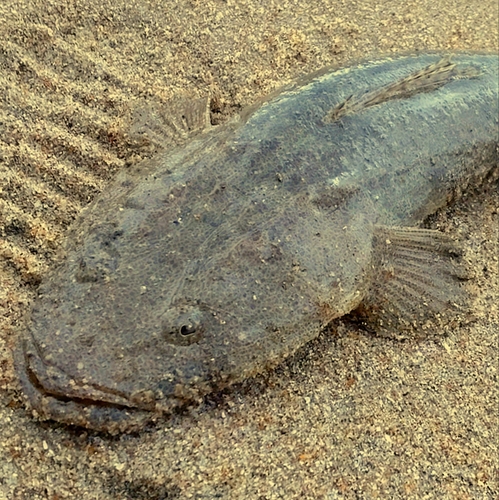 マゴチの釣果