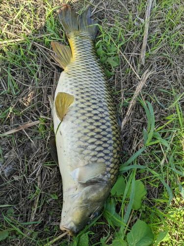 コイの釣果