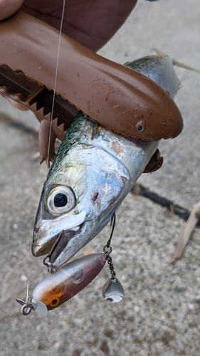 サバの釣果