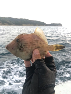 カワハギの釣果