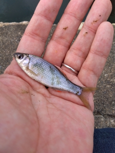 タナゴの釣果