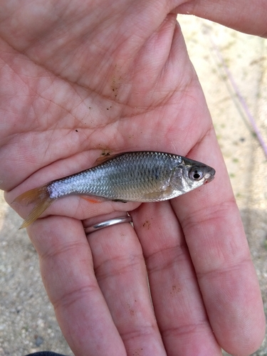 タナゴの釣果