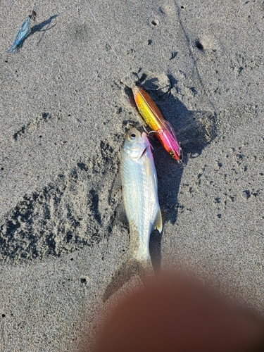 ツバメコノシロの釣果