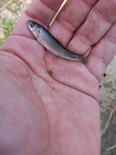 モロコの釣果