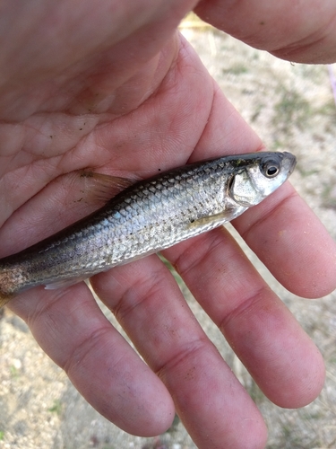 モロコの釣果