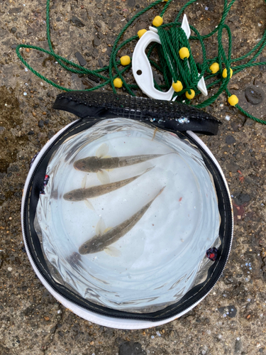 マハゼの釣果