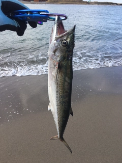 サゴシの釣果