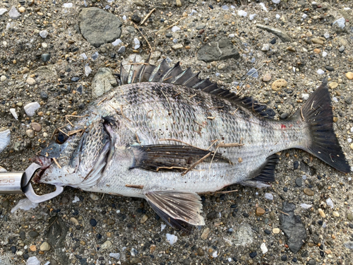 クロダイの釣果