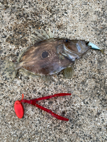 マトウダイの釣果