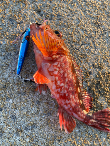 アラカブの釣果