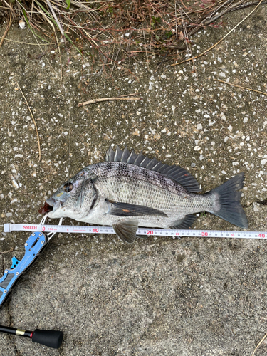 クロダイの釣果