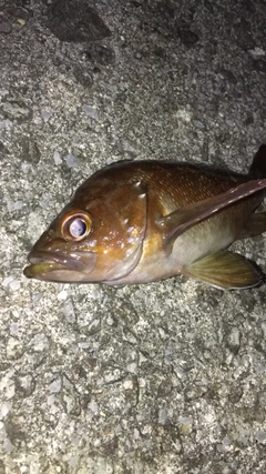 エゾメバルの釣果