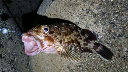 カサゴの釣果