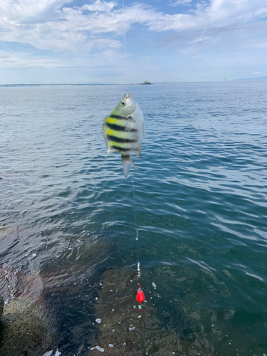 オヤビッチャの釣果