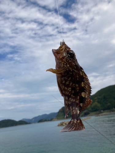 ガシラの釣果