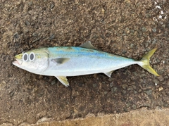 メジロの釣果