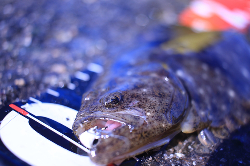 ヒラメの釣果