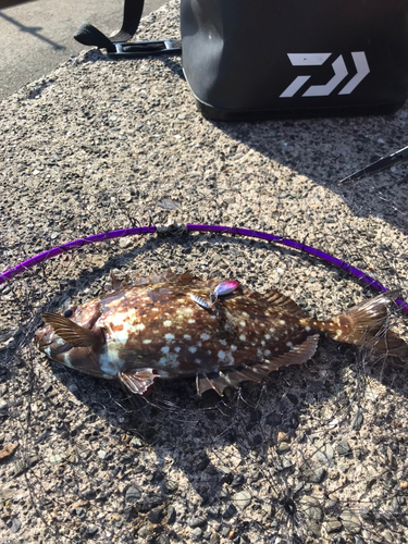 アイゴの釣果