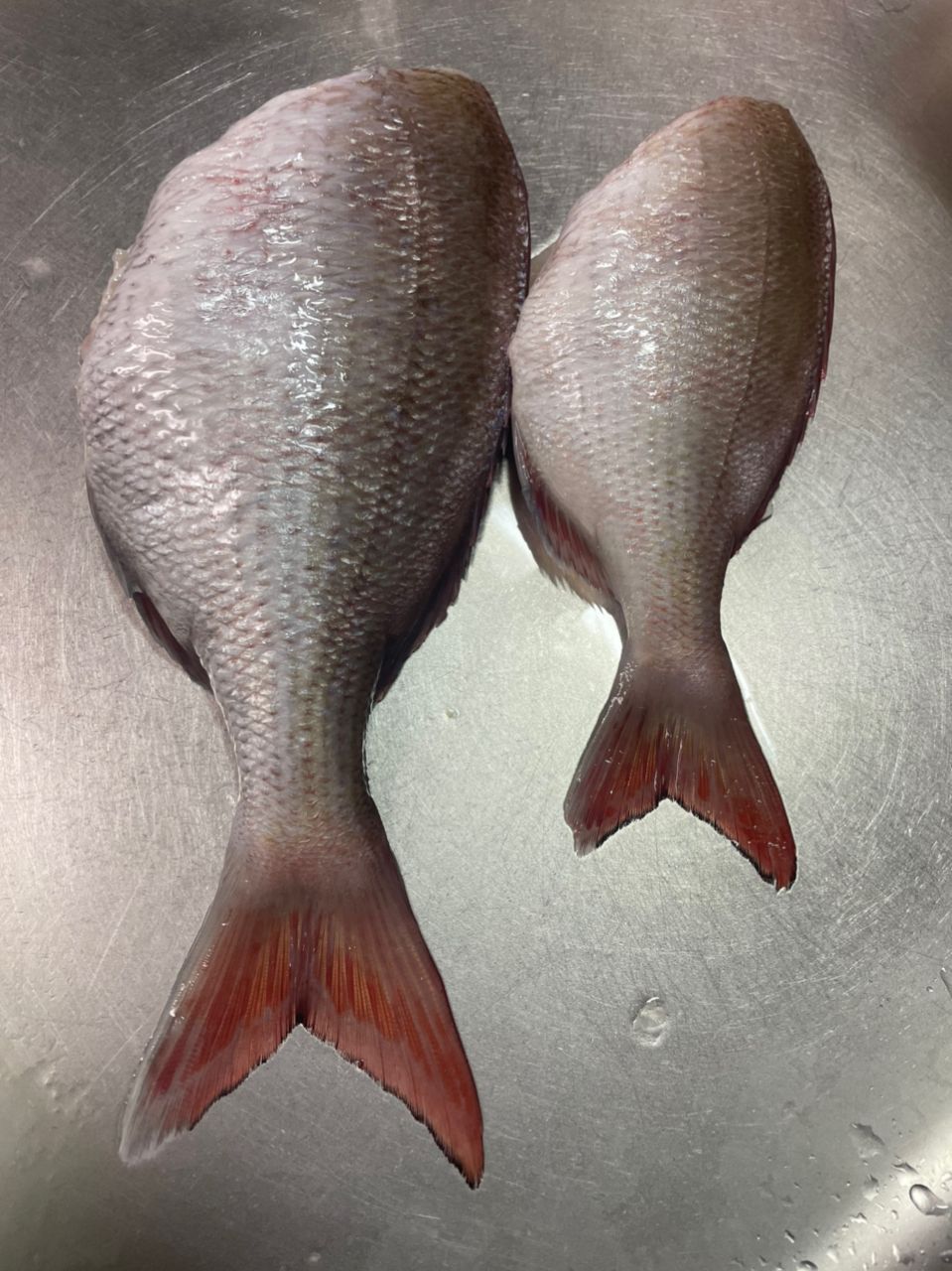 衣里さんの釣果 3枚目の画像