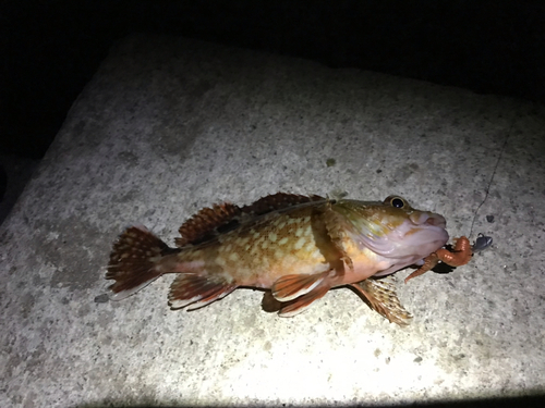 カサゴの釣果