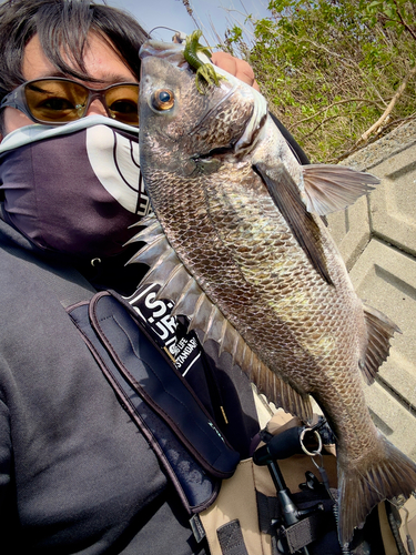 チヌの釣果