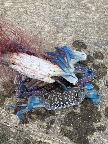 カニの釣果