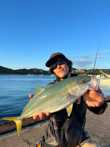 ハマチの釣果